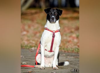 Charakterstarke Hündin Dakota ❤️ sucht Menschen mit Herz und Verstand