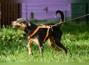 Vesna ❤️ Verschmuste junge Hündin sucht ein liebevolles Zuhause