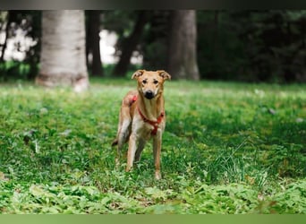 Sanfter Fox ❤️ in 16341 Panketal sucht seine Menschen