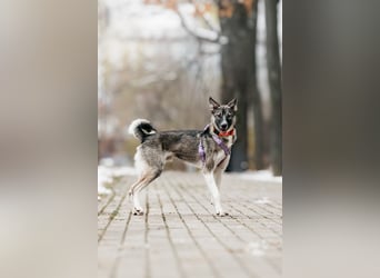 Pösa ❤️Aktiver und verschmuster Begleiter sucht sein Zuhause