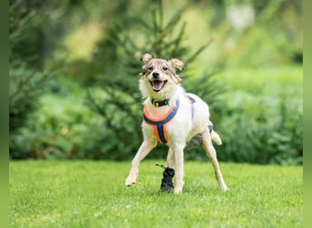 Belka ❤️ kleiner Sonnenschein sucht Zuhause