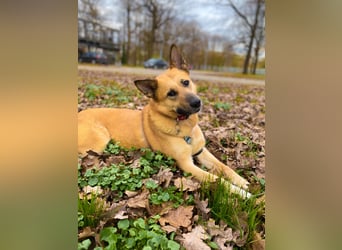 Sanfte Lissy ❤️ sucht liebevolles Zuhause