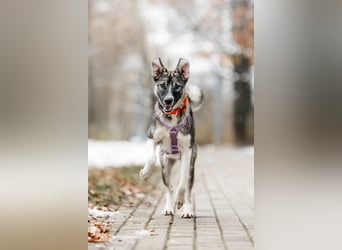 Pösa ❤️Aktiver und verschmuster Begleiter sucht sein Zuhause