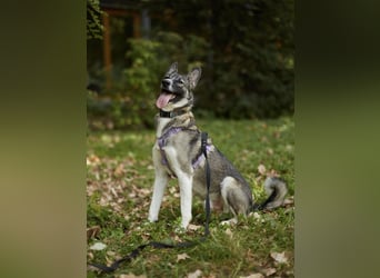 Pösa ❤️Aktiver und verschmuster Begleiter sucht sein Zuhause