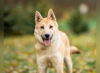 Liebevolle Foxy wartet auf ihren Neuanfang