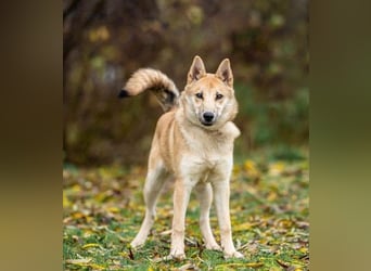 Liebevolle Foxy wartet auf ihren Neuanfang