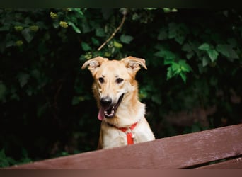 Sanfter Fox ❤️ in 16341 Panketal sucht seine Menschen