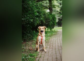 Sanfter Fox ❤️ in 16341 Panketal sucht seine Menschen