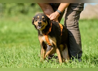 Vesna ❤️ Verschmuste junge Hündin sucht ein liebevolles Zuhause