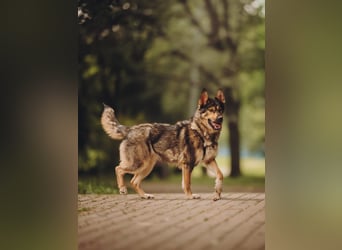 Freundliche und fröhliche Dana ❤️ sucht ihre Familie