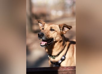 Treuer Aramis ❤️ sucht Orientierung und ein ruhiges Zuhause