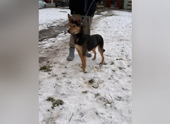 Kerry ❤️ aus dem Tierschutz sucht ihr Glück