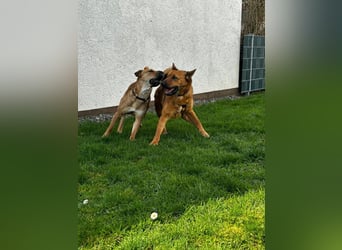 Maxi ❤️ Vom Tierheim ins Leben
