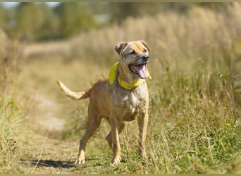 Jack ❤️ sucht sein Für-Immer-Zuhause