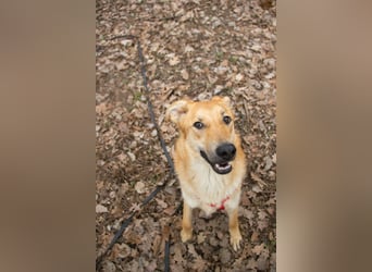 Sanfter Fox ❤️ in 16341 Panketal sucht seine Menschen