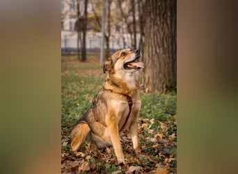 Sensibler Schatz Fanny ❤️sucht verständnisvolles Zuhause