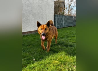 Maxi ❤️ Vom Tierheim ins Leben