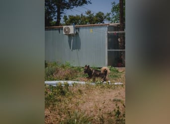 Druzhok ❤️ Kämpferherz sucht sein Zuhause