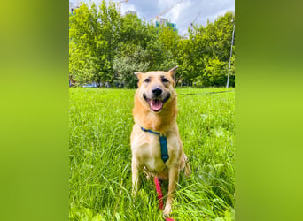 Sanfte Lissy ❤️ sucht liebevolles Zuhause
