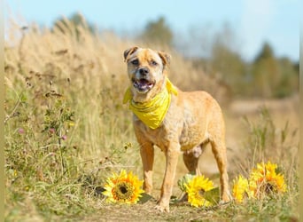 Jack ❤️ sucht sein Für-Immer-Zuhause