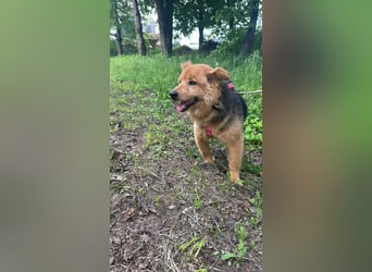 Liebenswerter Pushok ❤️ aus dem Tierschutz sucht sein Glück