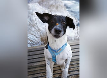 Verschmuster Rüde „Krem“ ❤️ sucht endlich ein verlässliches Zuhause