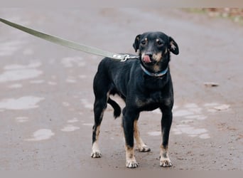 Theodor ❤️ kein Straßenhund, sondern ein Herzenshund
