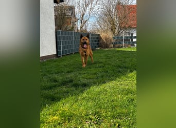 Maxi ❤️ Vom Tierheim ins Leben