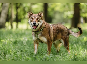 Sensibler Schatz Fanny ❤️sucht verständnisvolles Zuhause