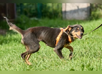 Vesna ❤️ Verschmuste junge Hündin sucht ein liebevolles Zuhause