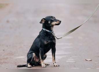 Theodor ❤️ kein Straßenhund, sondern ein Herzenshund