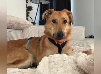 Sanfter Fox ❤️ in 16341 Panketal sucht seine Menschen