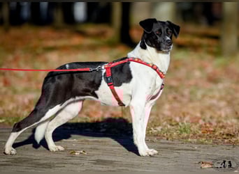 Charakterstarke Hündin Dakota ❤️ sucht Menschen mit Herz und Verstand