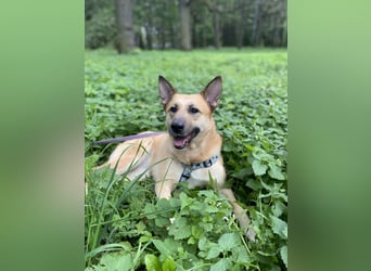 Sanfte Lissy ❤️ sucht liebevolles Zuhause