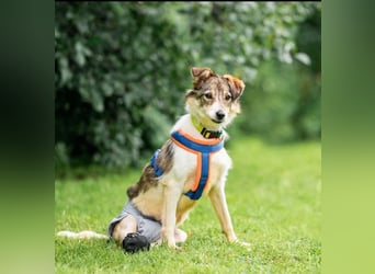 Belka ❤️ kleiner Sonnenschein sucht Zuhause