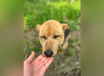 Liebenswerter Pushok ❤️ aus dem Tierschutz sucht sein Glück