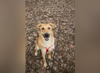 Sanfter Fox ❤️ in 16341 Panketal sucht seine Menschen