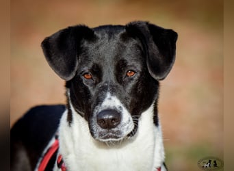 Charakterstarke Hündin Dakota ❤️ sucht Menschen mit Herz und Verstand