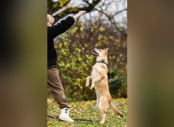 Liebevolle Foxy wartet auf ihren Neuanfang