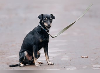 Theodor ❤️ kein Straßenhund, sondern ein Herzenshund