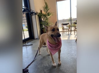 Sanfte Lissy ❤️ sucht liebevolles Zuhause