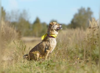 Jack ❤️ Freundlicher Rüde sucht ein liebevolles Zuhause