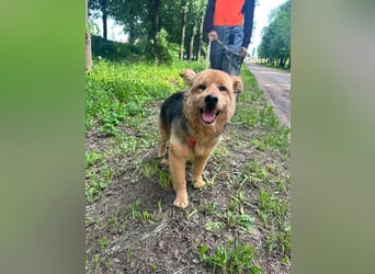 Liebenswerter Pushok ❤️ aus dem Tierschutz sucht sein Glück