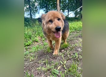 Liebenswerter Pushok ❤️ aus dem Tierschutz sucht sein Glück
