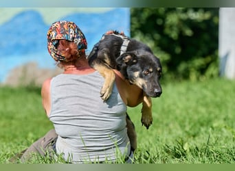 Leo ❤️ Freundlicher junger Rüde sucht liebevolle Menschen