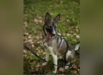 Pösa ❤️Aktiver und verschmuster Begleiter sucht sein Zuhause