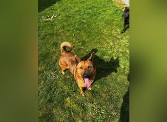Maxi ❤️ Vom Tierheim ins Leben