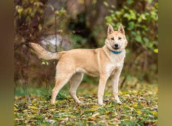 Liebevolle Foxy wartet auf ihren Neuanfang