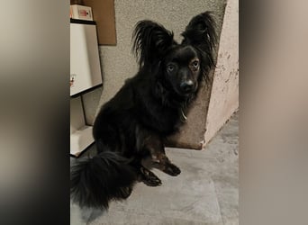 Henry ❤️  sanfter Kuschelbär sucht Menschen mit Herz