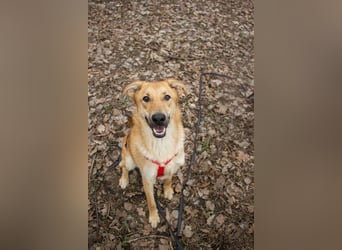 Sanfter Fox ❤️ in 16341 Panketal sucht seine Menschen